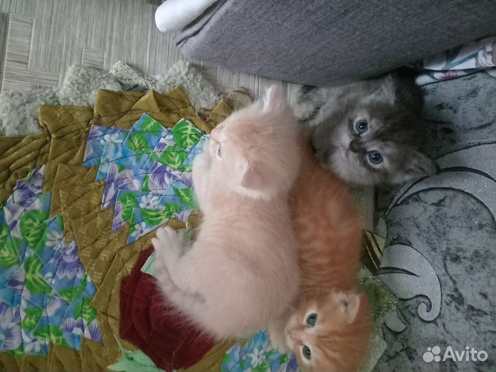 Котята в добрые руки бесплатно