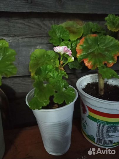 Пеларгония герань