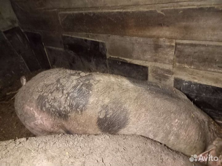 Свиньи живым весом