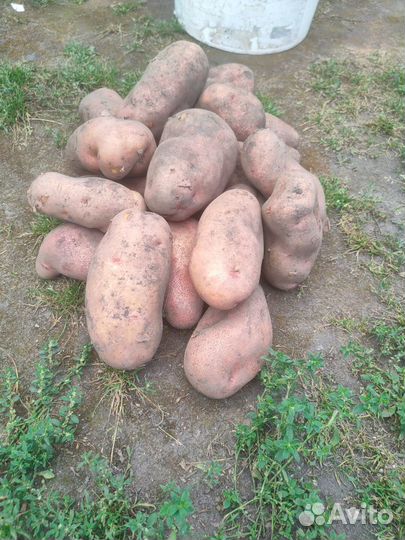 Продаю картофель