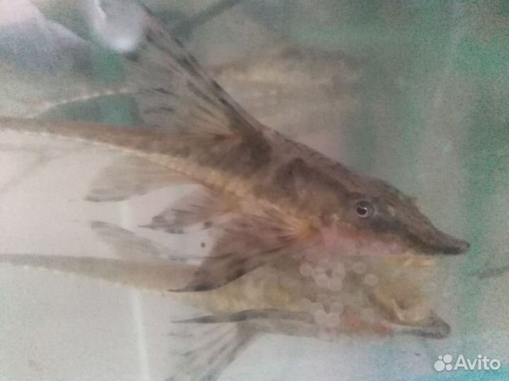 Стурисома панамская, анциструсы