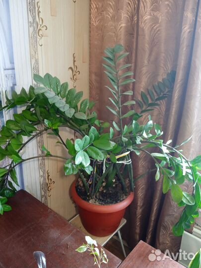 Комнатные цветы