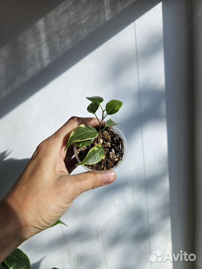 Фикусы кинки, даниэле