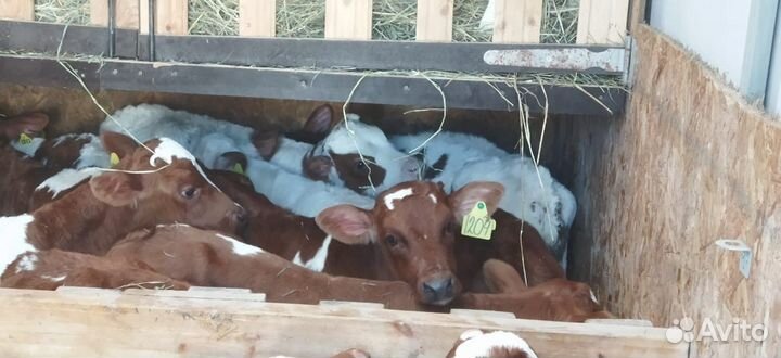 Телята бычки тёлки доставка бесплатная