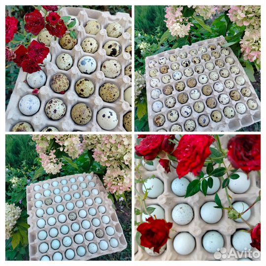 Перепелиное яйцо