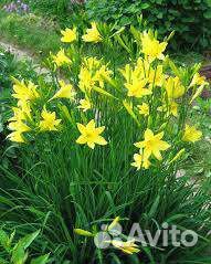 Лилейники жёлтые