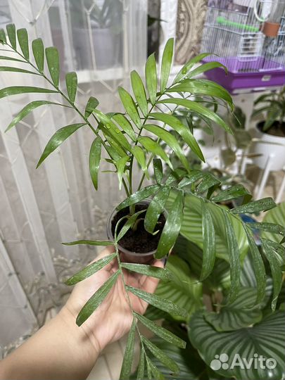 Пальма хамедорея