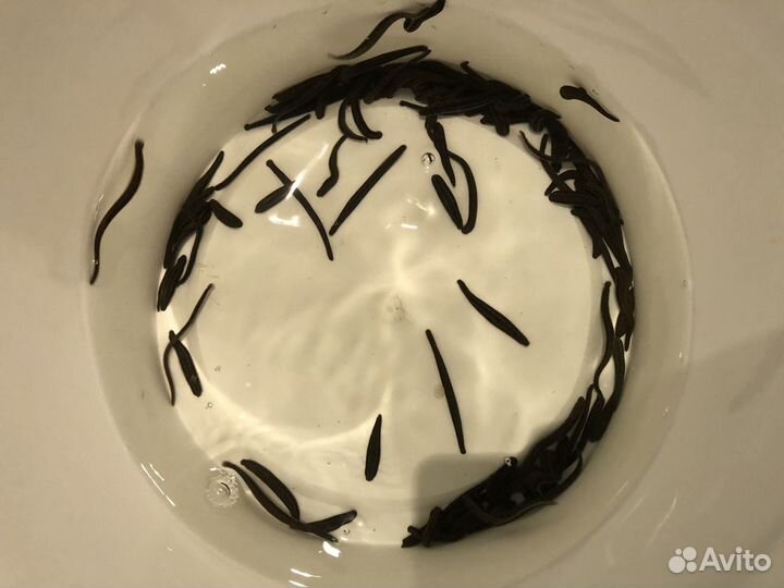 Пиявки медицинские (Выращенные)