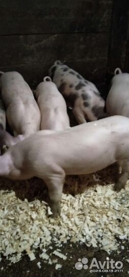 Поросята Голубевская 1 - Йоркшир