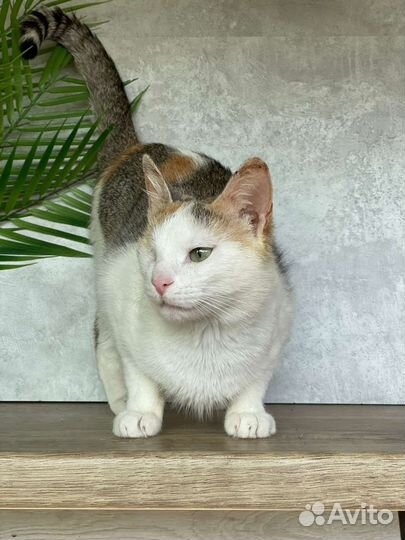 Кошка 7 мес в добрые руки