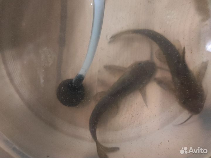 Сом перевертыш