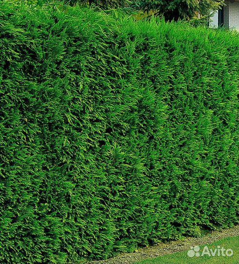 Туя колумна на изгородь