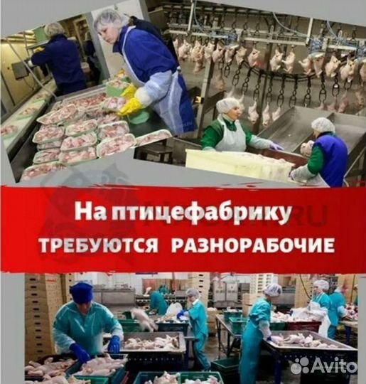 Вахта / Разнорабочие Птицефабрика