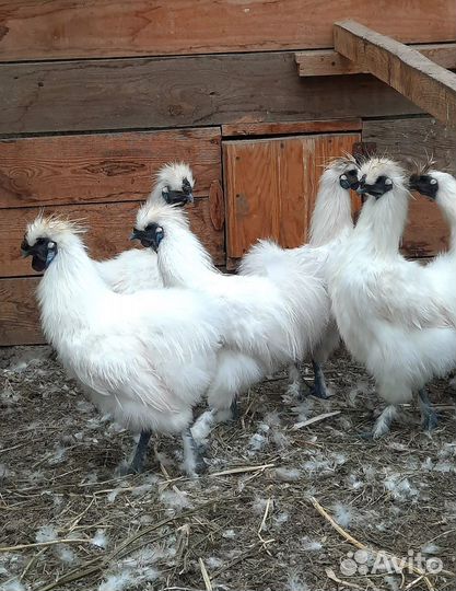 Петух китайский шелковый