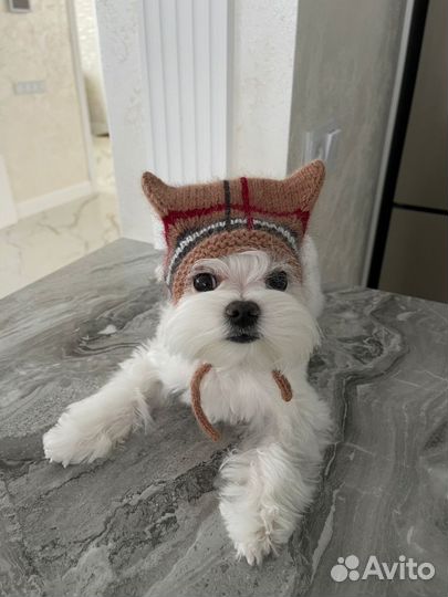 Шапка для собаки, для кошки в стиле burberry