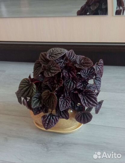 Пеперомия Ред Луна