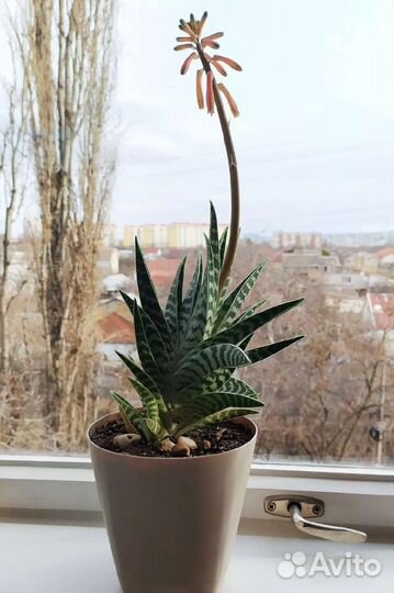 Алоэ тигровое