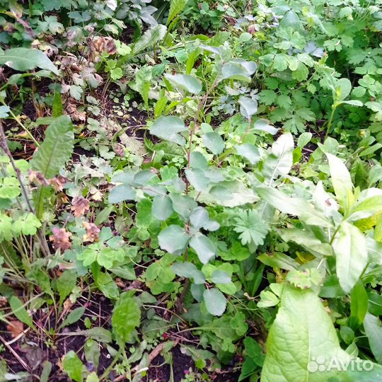 Саженец облепихи, ирги