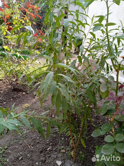 Саженцы местного персика