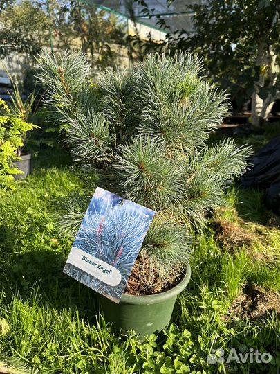 Сосна мелкоцветковая Блю Энжел,с3