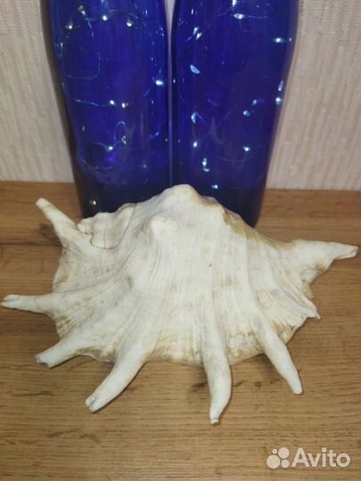 Ракушка сувенир с Красного моря