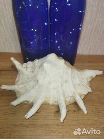 Ракушка сувенир с Красного моря