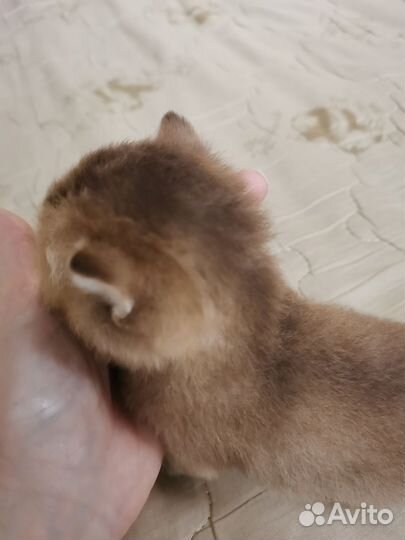 Золотые котята