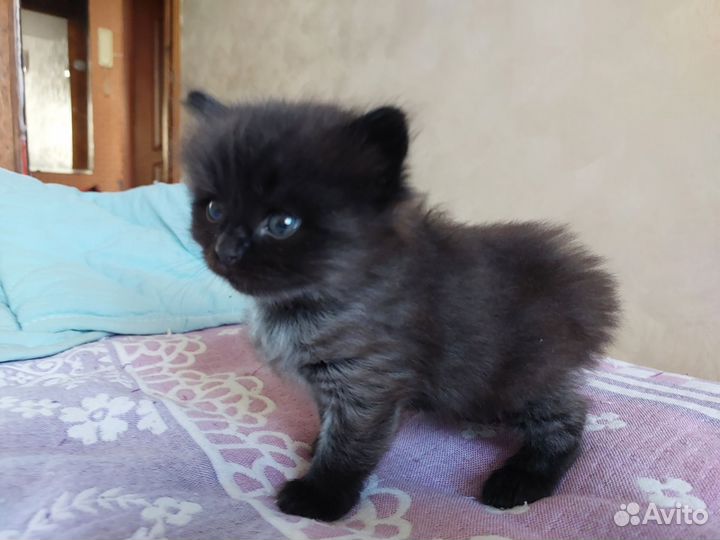 Кошка в дар бесплатно