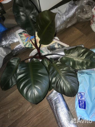 Филодендроны разные