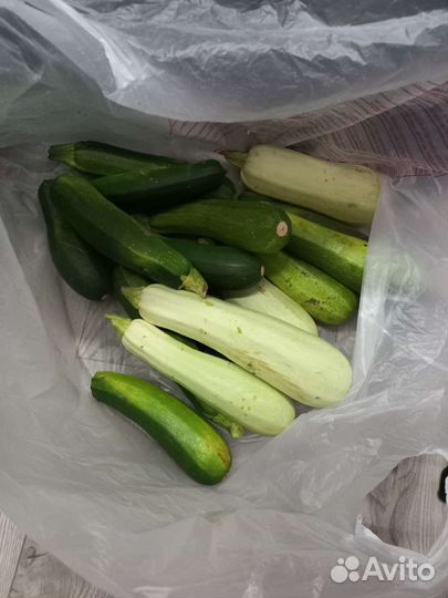 Кабачки,огурцы