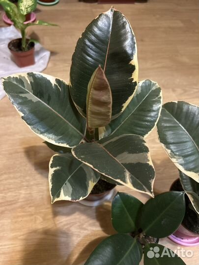 Фикус Тинеке и Робуста