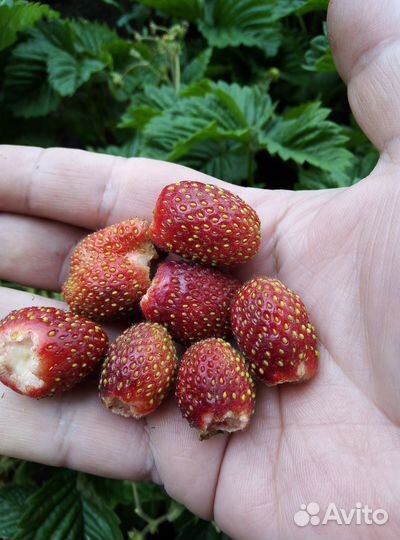 Усы земляники/клубники