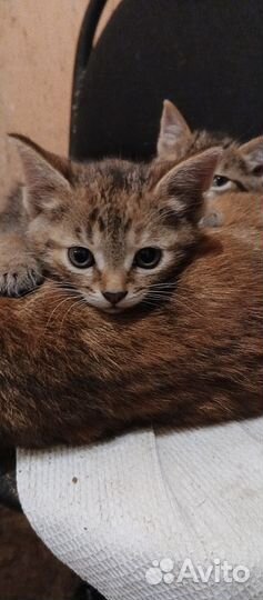 Отдам котят в хорошие руки