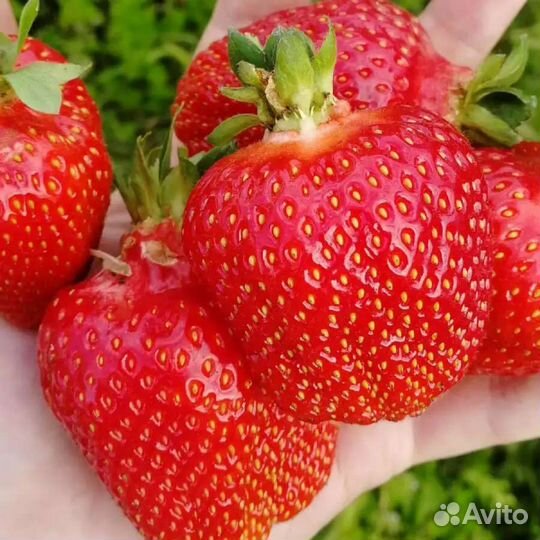 Рассада клубники клери, альба