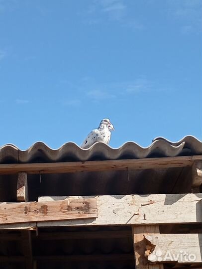 Голуби бакинцы