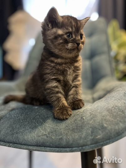 Британские котята