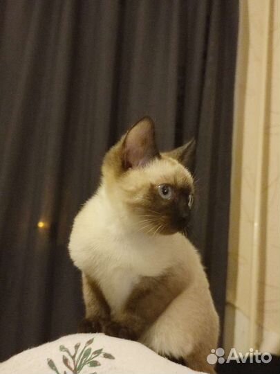 Передержка животных