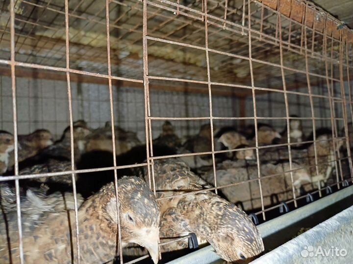 Перепела,инкубационное яйцо