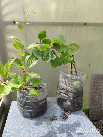 Лимонник китайский