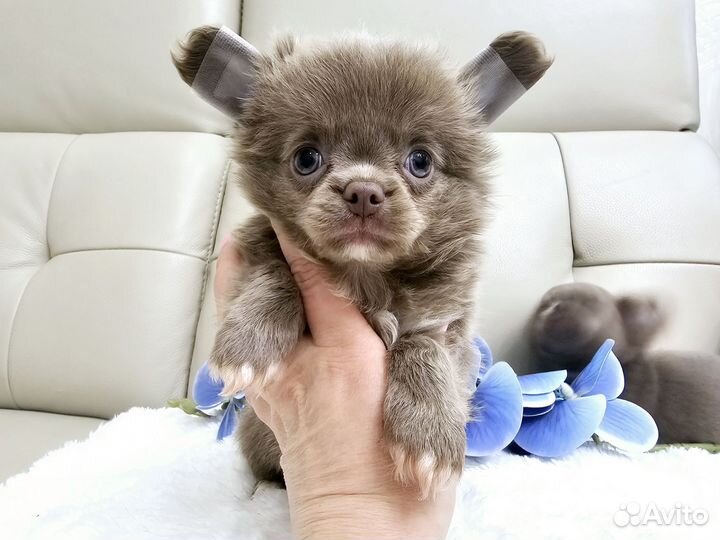 Чихуахуа мальЧишки