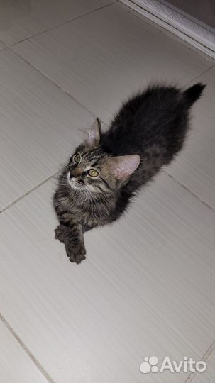 Кошка в дар бесплатно