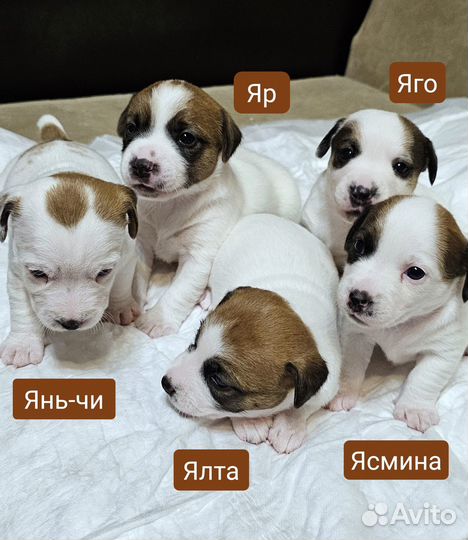 Щенки джек рассел терьер