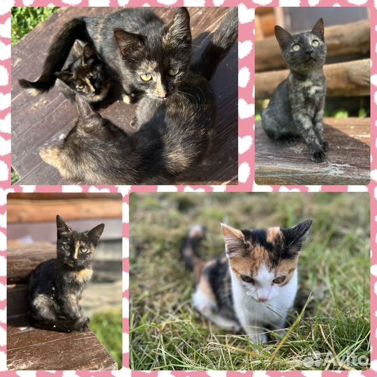 Котенок в дар