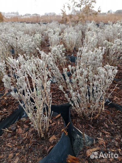 Саженцы плодовых деревьев