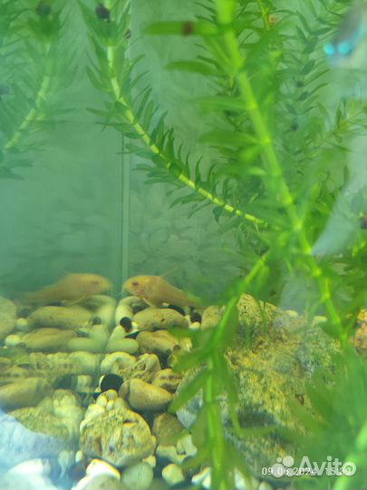 Аквариумные рыбки