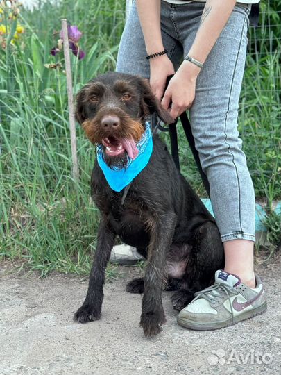 Собака ищет дом