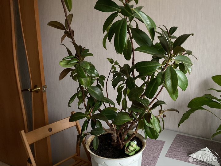 Фикусы каучуконосные