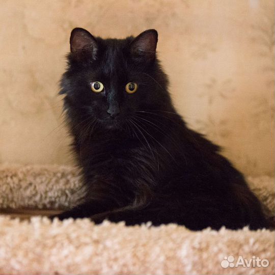 Масю не замечают, нужен дом