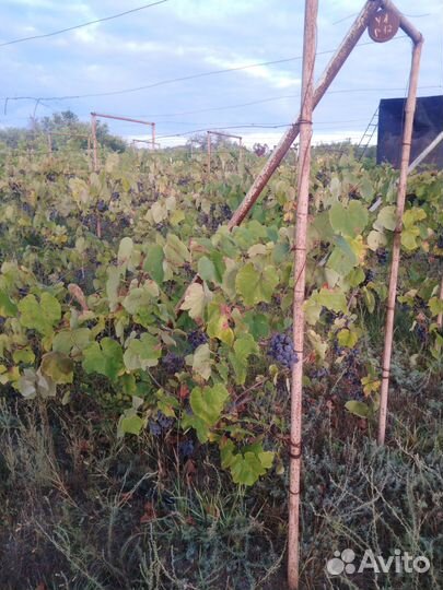 Виноград изабелла (сортовая)