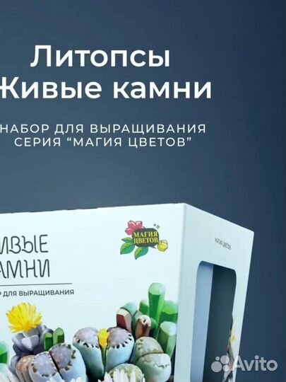 Суккуленты набор, живые камни